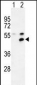 MPP1 Antibody (Center)