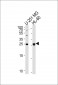 WIBG Antibody (N-term)