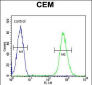 CD37 Antibody (Center)