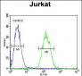 ETS1 Antibody (N-term)