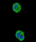ETS1 Antibody (N-term)
