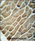 GPAA1 Antibody (N-term)