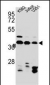 HNRNPC Antibody (C-term)