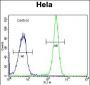 HYAL2 Antibody (C-term)