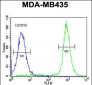 IBTK Antibody (Center)