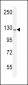 IBTK Antibody (Center)