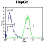 SEC13 Antibody (Center)