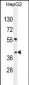 SEC13 Antibody (Center)