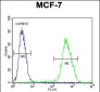 LMO4 Antibody (Center)