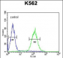 P5F1B Antibody (C-term)