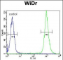 SLC16A11 Antibody (N-term)