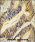 SLC16A11 Antibody (N-term)