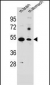 SLC16A11 Antibody (N-term)