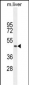 tcag7.977 Antibody (Center)