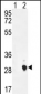 CSH1 Antibody (C-term)