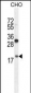 RPL27A Antibody (C-term)