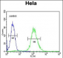 CCNG1 Antibody (N-term)