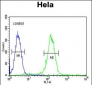 CCNH Antibody (C-term)