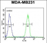 CASP5 Antibody (Center)