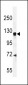 CENTG1 Antibody (C-term)