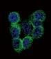 IL18 Antibody (Center)