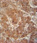 IL18 Antibody (Center)
