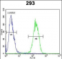 IL17F Antibody (N-term)