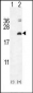 IL17F Antibody (N-term)