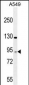 TAGAP Antibody (Center)