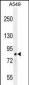 ANAPC5 Antibody (Center)