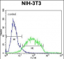 GCNT3 Antibody (C-term)