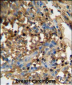 DMP4 Antibody (C-term)