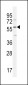 DMP4 Antibody (C-term)