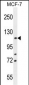 BCLAF1 Antibody (C-term)