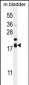 F162A Antibody (C-term)