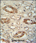 PPM1L Antibody  (C-term)