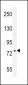 ASAP3 Antibody  (N-term)