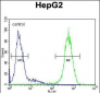 ICAM2 Antibody (Center)