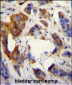 UBFD1 Antibody (N-term)