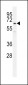 UBFD1 Antibody (N-term)