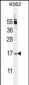 TNFSF4 Antibody (Center)