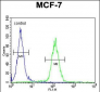 USF1 Antibody (Center)