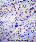 USF1 Antibody (Center)