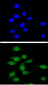 AIRE Antibody (Center)