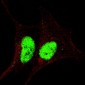 phospho-Sox2(S246) Antibody