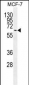 MAPK15 Antibody