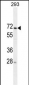 MIPEP Antibody