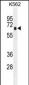 PRKAA1 Antibody