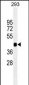 PAX6 Antibody