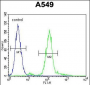 ZEB1 antibody ( Ascites)
